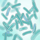 Lactobacillus bulgaricus