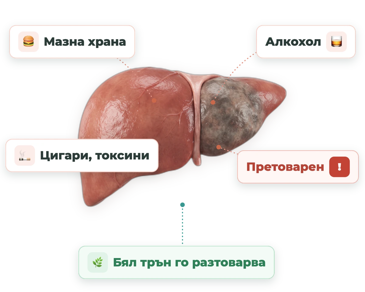 Какво претоварва черния дроб