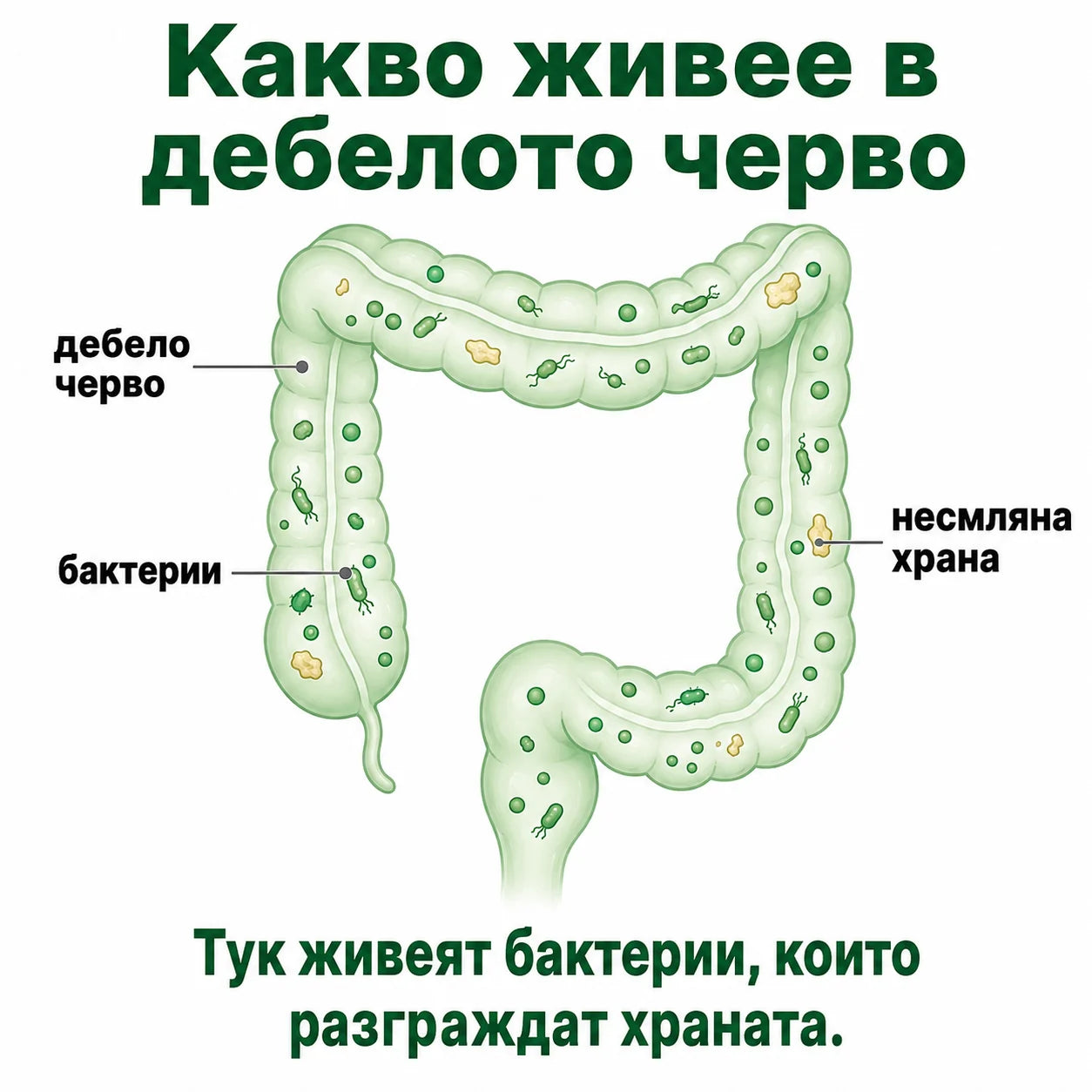 vzmb-03-gut-bacteria-g